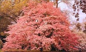 開花山茱萸 開花山茱萸