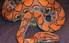 巴西彩虹蟒 巴西彩虹蟒