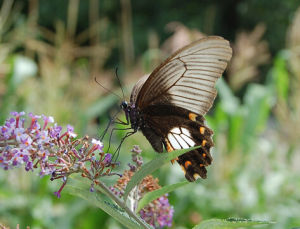 華夏劍鳳蝶 華夏劍鳳蝶