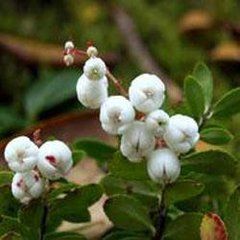 屏邊白珠 屏邊白珠