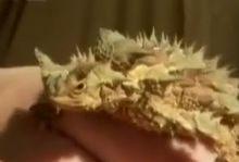 澳洲刺蜥的假頭