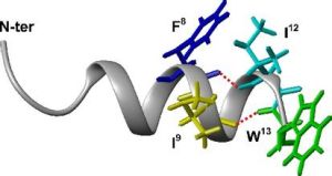 抗微生物肽 抗微生物肽