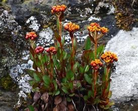 唐古特虎耳草 唐古特虎耳草