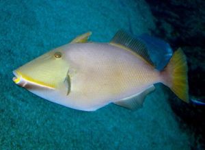 鼓氣鱗魨 鼓氣鱗魨