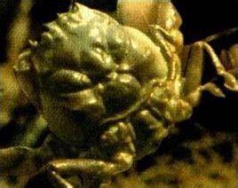 日本平家蟹 日本平家蟹