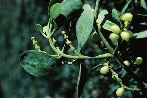 生命界十大頂級創造