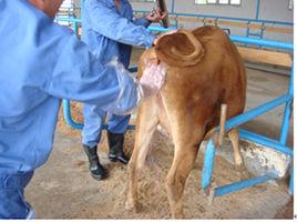 奶牛人工授精 奶牛人工授精