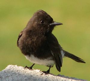 長尾霸鶲 長尾霸鶲