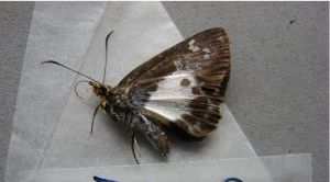 中華捷弄蝶 中華捷弄蝶