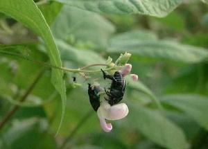 豆藍麗金龜子 豆藍麗金龜子