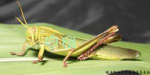 棉花棉蝗 棉花棉蝗
