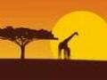 《走進非洲》——夜幕下的草原
