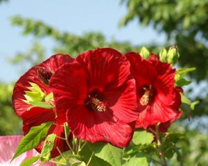 木芙蓉[木槿屬植物]