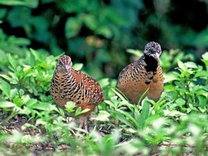 棕三趾鶉 棕三趾鶉