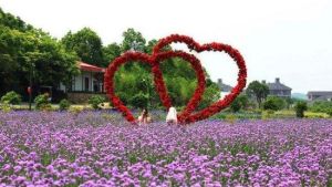 杭州薰衣草莊園 杭州薰衣草莊園