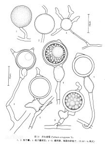 頂生腐霉 頂生腐霉