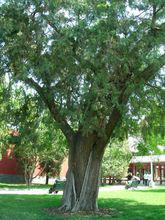 中山公園[北京市東城區中山公園]
