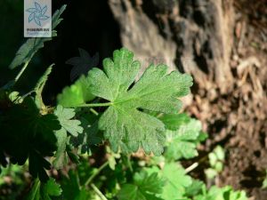 圓葉茶藨子 圓葉茶藨子