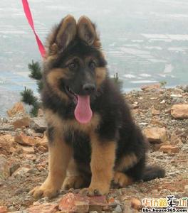 軍用搜救犬 軍用搜救犬