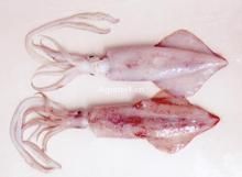 多鉤鉤腕烏賊 多鉤鉤腕烏賊