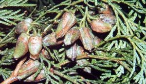 台灣翠柏 台灣翠柏