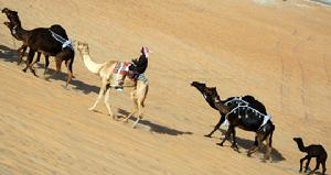 2010年2月2日，在阿拉伯聯合酋長國首都阿布達比附近的沙漠，一名男子騎著駱駝參加“扎法爾”駱駝節。