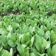 塊根紫金牛 塊根紫金牛