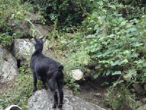 直壩村發展重點－山羊<a name="ref_[14]"></a>