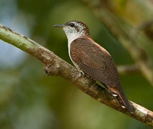 栗斑杜鵑 栗斑杜鵑