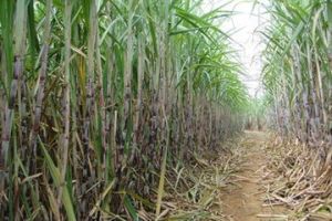 桂糖29號 桂糖29號