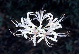 曼莎珠華 曼莎珠華