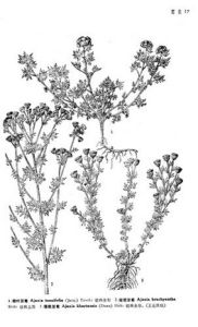 短冠亞菊 短冠亞菊