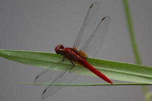 紅胭蜻