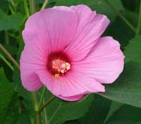 美洲芙蓉 美洲芙蓉