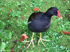 紅冠水雞 紅冠水雞