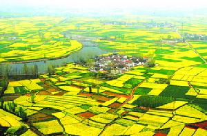 （圖）油菜花圖片