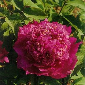 紫霞點金 紫霞點金