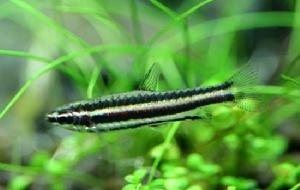 雙帶鉛筆 雙帶鉛筆