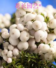 白色漿果、'White Pearl'