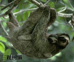 巴西三趾樹懶