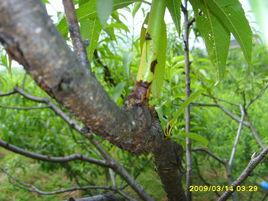 桃樹褐腐病 桃樹褐腐病