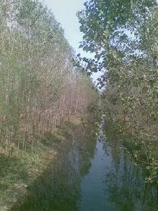 山東莘縣前馮村 山東莘縣前馮村