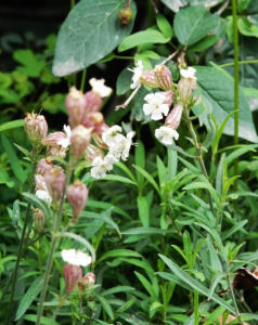歪斜麻花頭 歪斜麻花頭