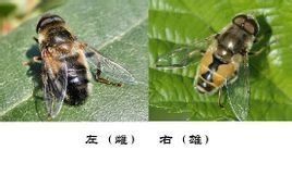蜂蠅 蜂蠅