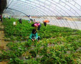 懷柔生態採摘園 懷柔生態採摘園