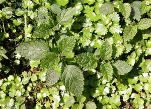 矮生香科科 矮生香科科