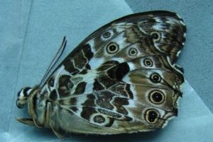 黑斑蔭眼蝶 黑斑蔭眼蝶