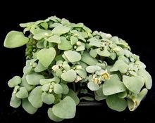 Photo  Emmanuelle Aub&eacute;