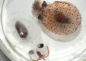 玻璃鮮墨魚 玻璃鮮墨魚