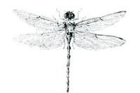 尖板曦箭蜒 尖板曦箭蜒